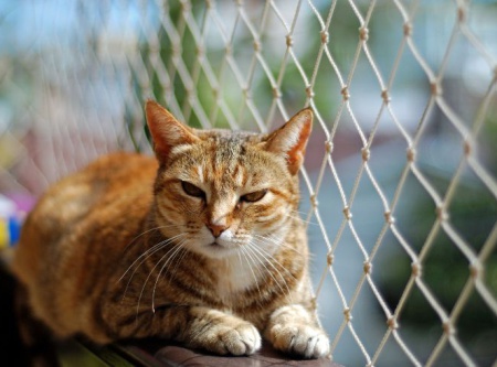 Rede de Proteção para Pets